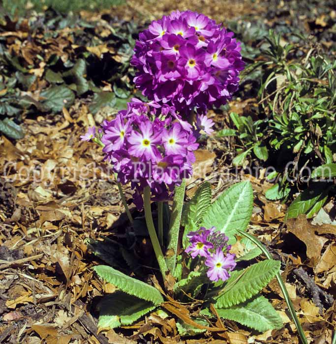 PGC-P-Primula-denticulata-2010-05