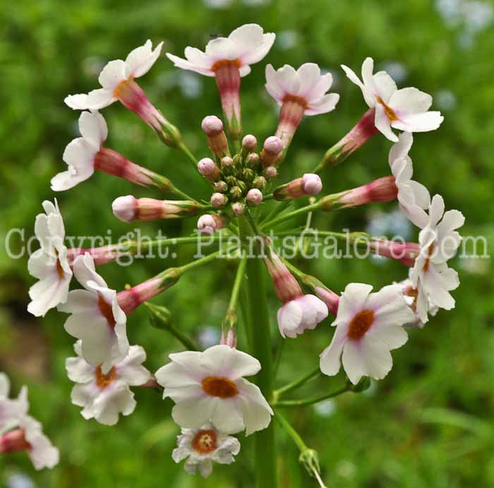 PGC-P-Primula-japonica-05-12-3