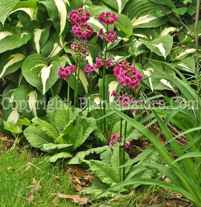 PGC-P-Primula-japonica-05-12-6