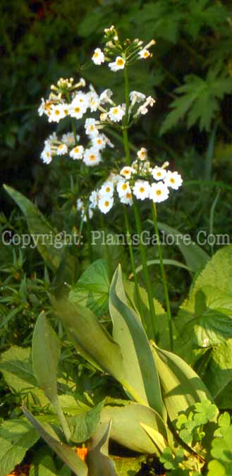 PGC-P-Primula-japonica-2010-09