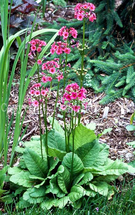 PGC-P-Primula-japonica-2010-19