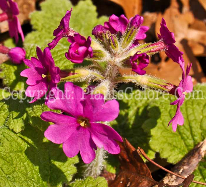 PGC-P-Primula-kisoana-2010-01