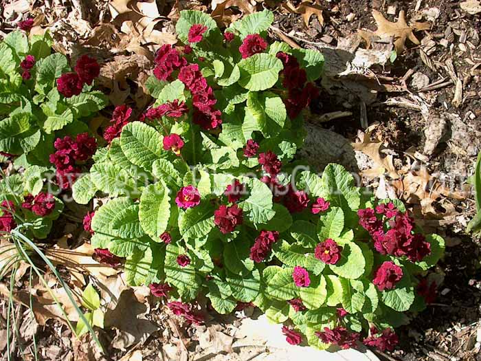 PGC-P-Primula-polyantha-2010-0001