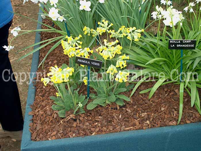 PGC-P-Primula-veris-2010-0001