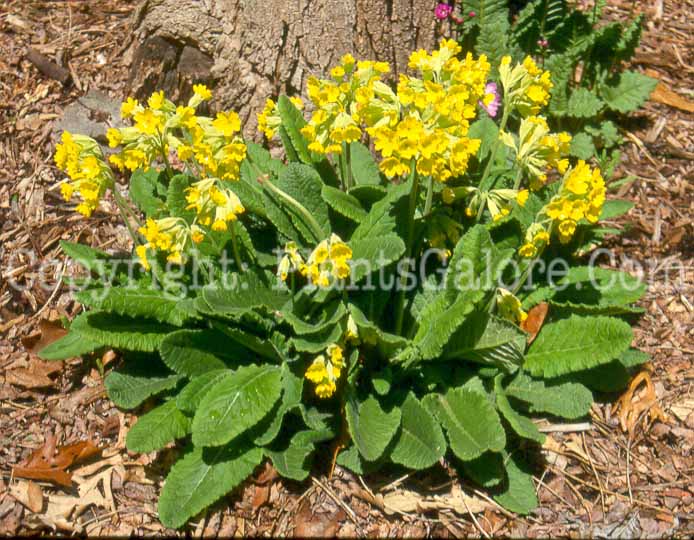 PGC-P-Primula-veris-2010-0002