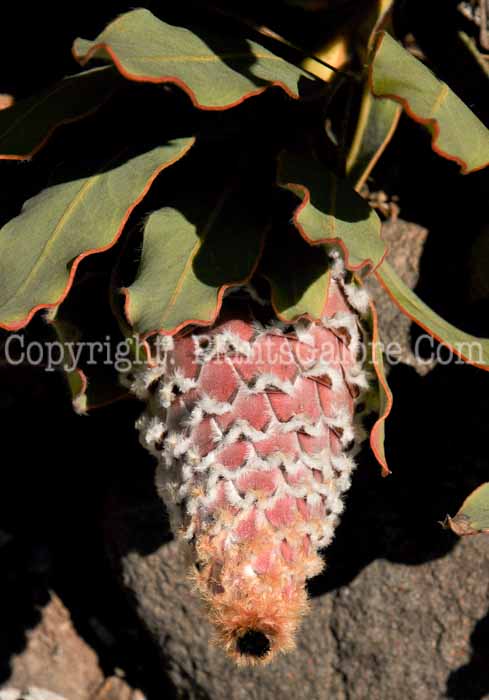 PGC-P-Protea-magnifica-04-2012.jpg-1