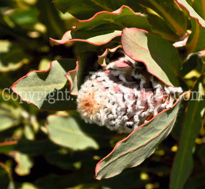 PGC-P-Protea-magnifica-04-2012.jpg-2