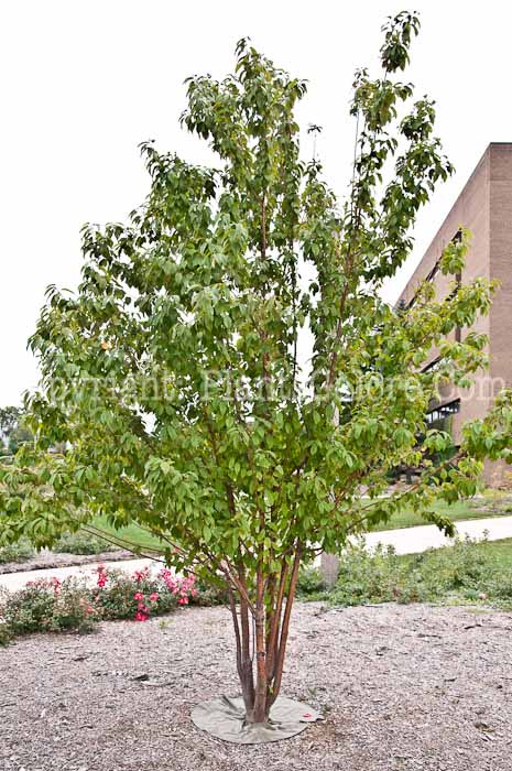 PGC-T-Prunus-maackii-1013f-1