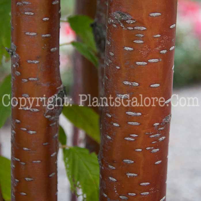 PGC-T-Prunus-maackii-1013f-2