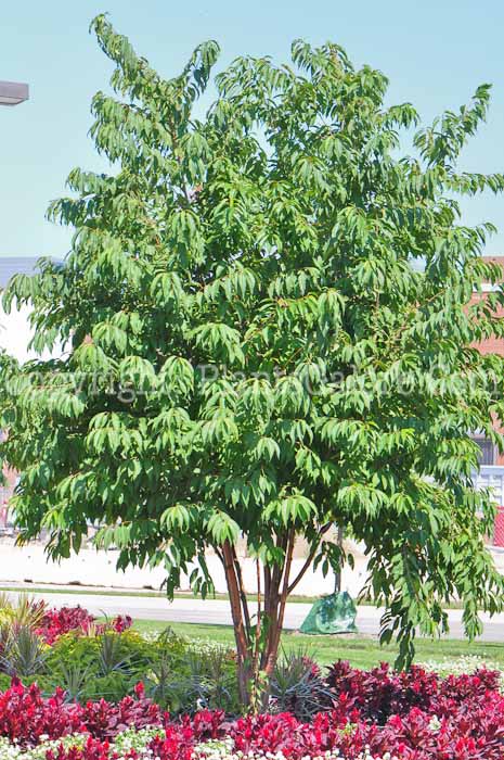 PGC-T-Prunus-maackii-813v-1-1