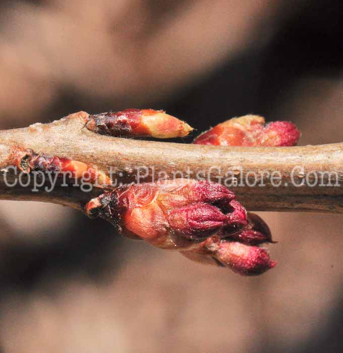 PGC-T-Prunus-subhirtella-1