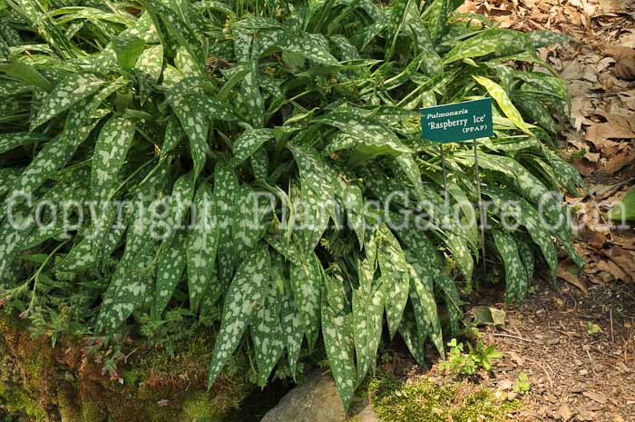 PGC-P-Pulmonaria-Raspberry-Ice-2010-009