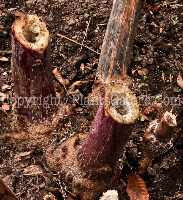 PGC-P-Phytolacca-americana-aka-Common-Pokeweed-14