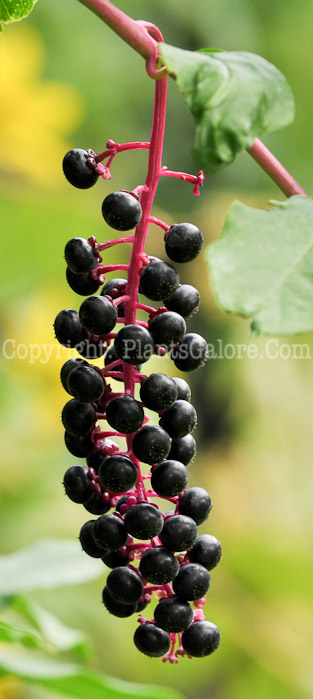 PGC-P-Phytolacca-americana-aka-Common-Pokeweed-19