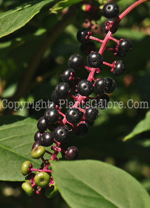 PGC-P-Phytolacca-americana-aka-Common-Pokeweed-2