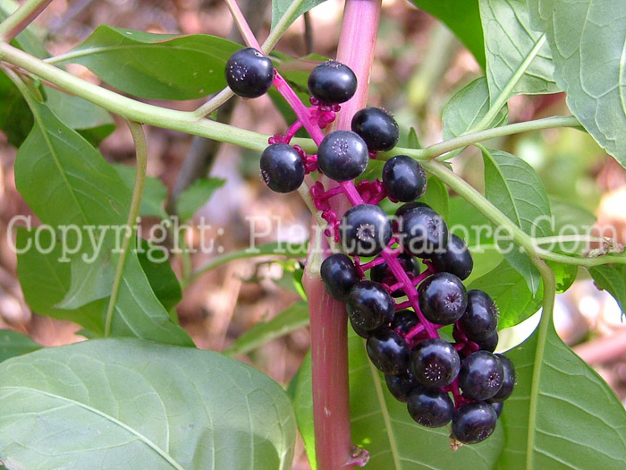 PGC-P-Phytolacca-americana-aka-Common-Pokeweed-22