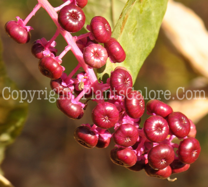 PGC-P-Phytolacca-americana-aka-Common-Pokeweed-5