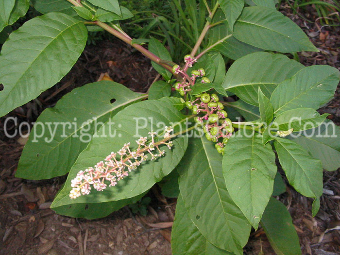 PGC-P-Phytolacca-americana-aka-Common-Pokeweed-8