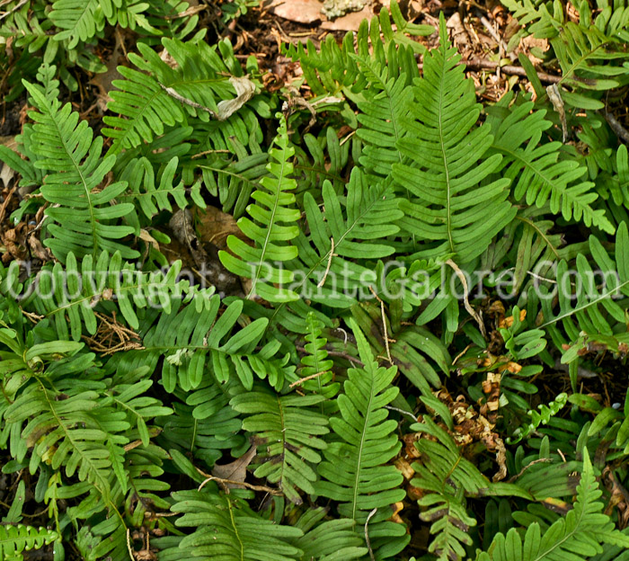 PGC-F-Polypodium-virginianum-aka-Rockcap-Fern-3