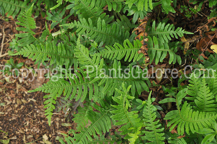 PGC-F-Polypodium-virginianum-aka-Rockcap-Fern-7