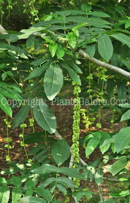 PGC-T-Pterocarya-fraxinofolia-aka-Caucasian-Wingnut-3