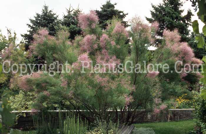 PGC-T-Tamarix-ramosissima-aka-Tamarisk-2010