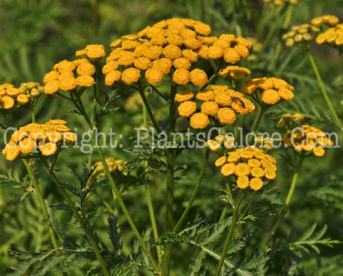 PGC-P-Tanacetum-vulgare-aka-Tansy-1