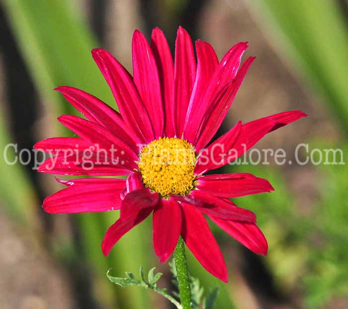 PGC-P-Tanacetum-Robinsons-Red-813d-1