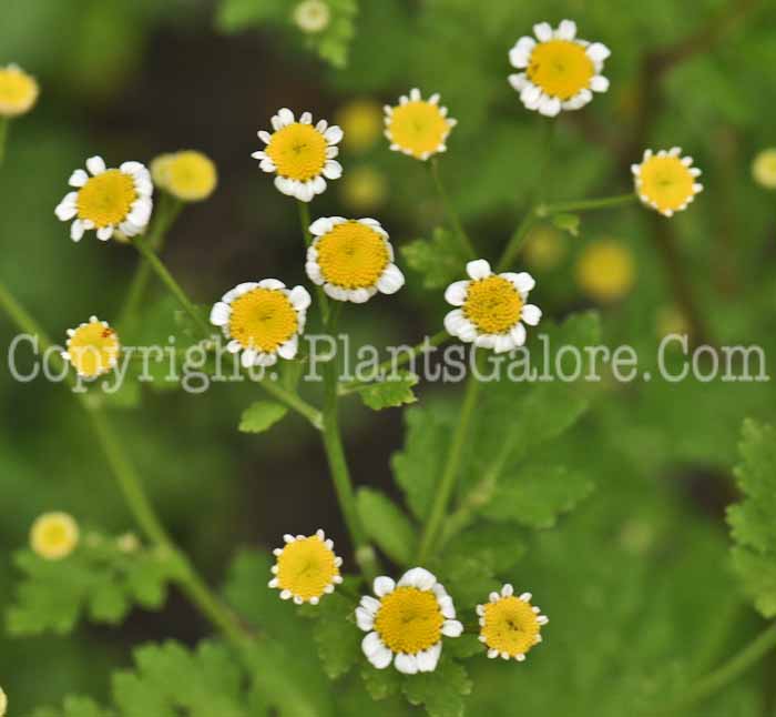 PGC-P-Tanacetum-parthenum-aka-Feverfew-1