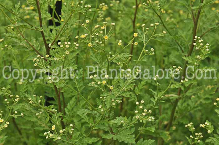 PGC-P-Tanacetum-parthenum-aka-Feverfew-2