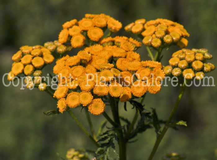 PGC-P-Tanacetum-vulgare-aka-Tansy-4