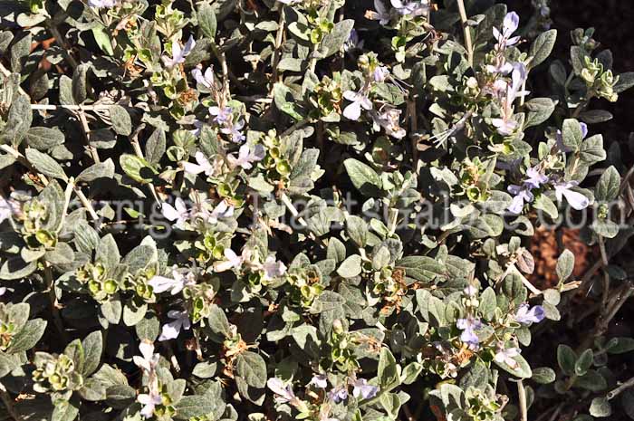 PGC-P-Teucrium-fruticans-Compactum-0513-1