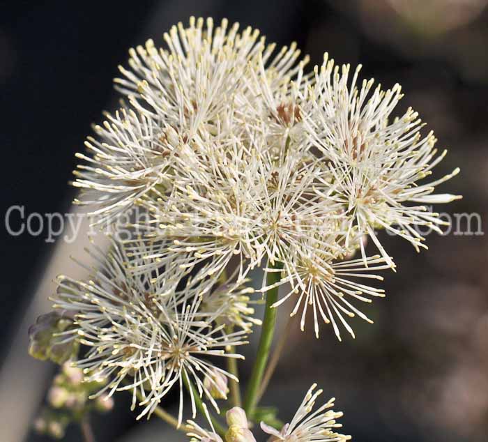 PGC-P-Thalictrum-aquiegifolium-alba-2010-k001