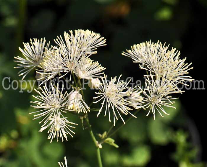 PGC-P-Thalictrum-aquiegifolium-alba-2010-k002