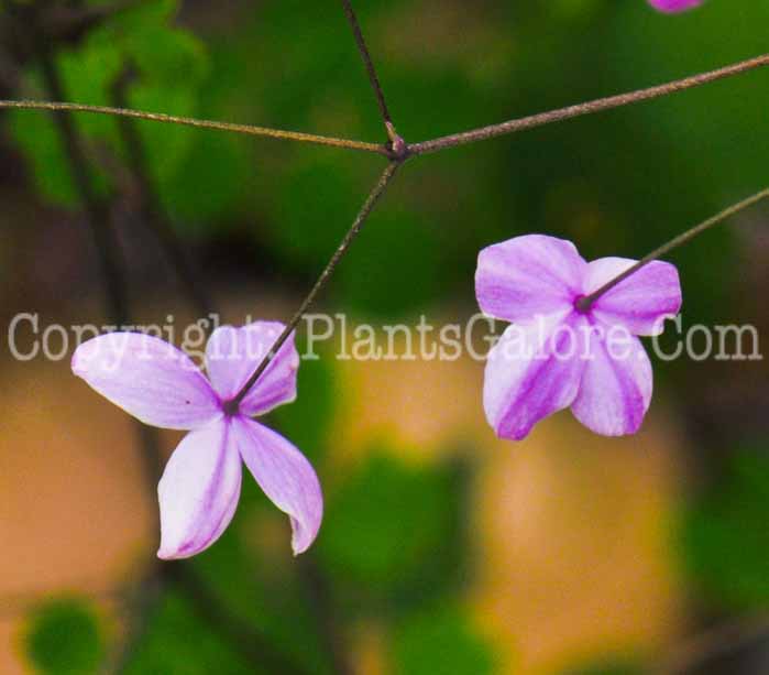 PGC-P-Thalictrum-delavayi-Splendide-2010-k001