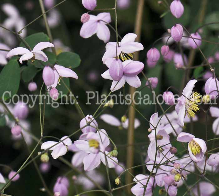 PGC-P-Thalictrum-delavayi-Splendide-2010-k003