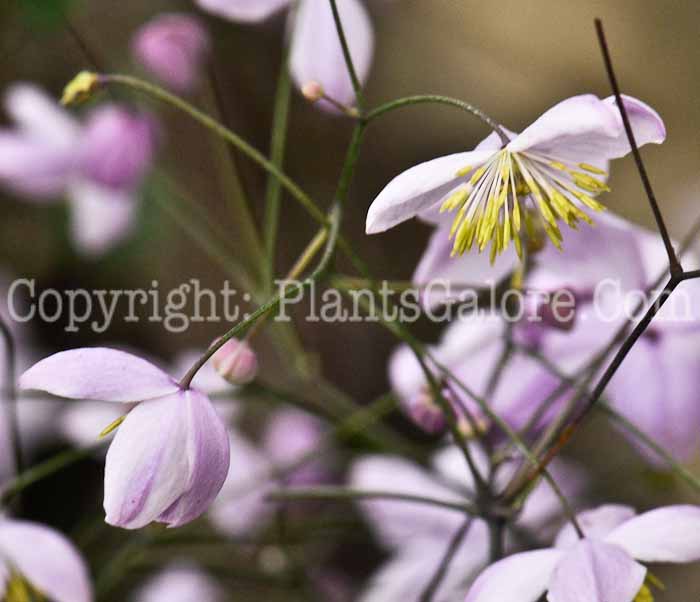 PGC-P-Thalictrum-delavayi-Splendide-2010-k008