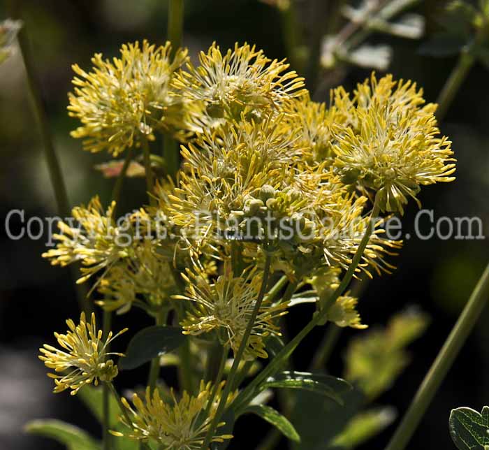 PGC-P-Thalictrum-flavum-2010-o001