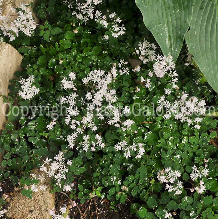 PGC-P-Thalictrum-kiusianum-2010-o003