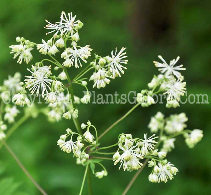 PGC-P-Thalictrum-pubescens-Green-Briar-2011-001