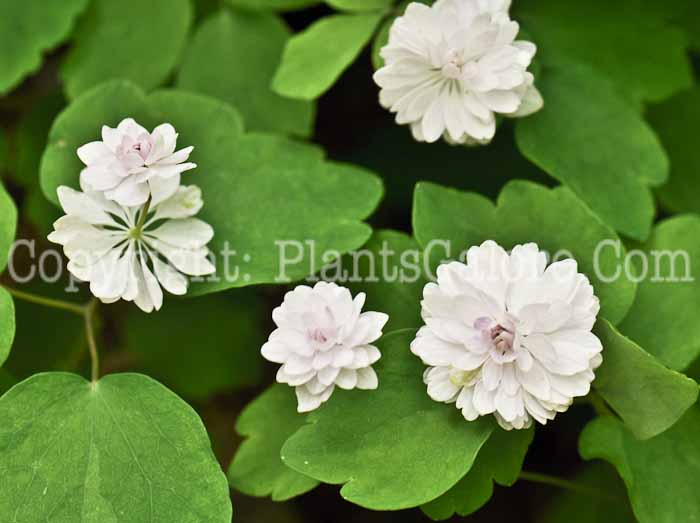 PGC-P-Thalictrum-thalictroides-1