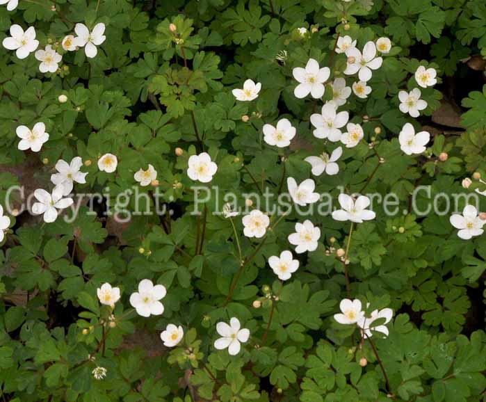 PGC-P-Thalictrum-thalictroides-2011-009