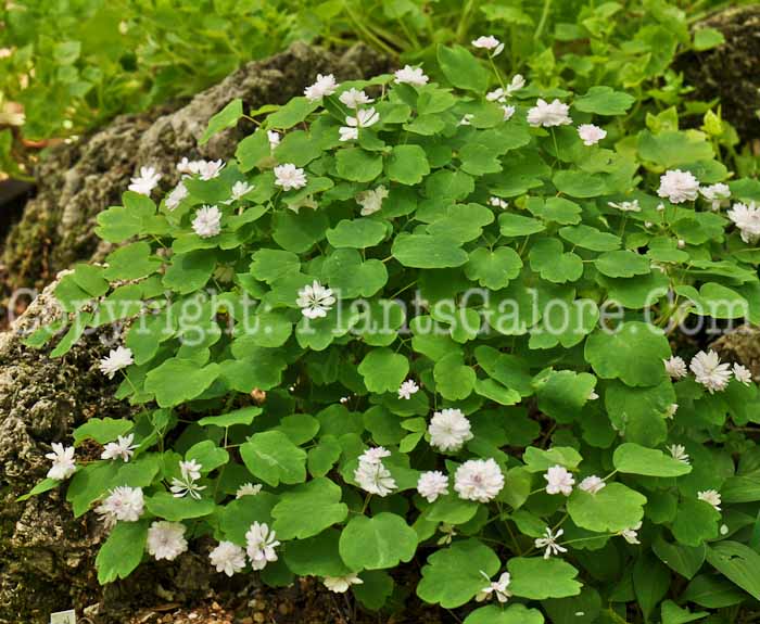 PGC-P-Thalictrum-thalictroides-3