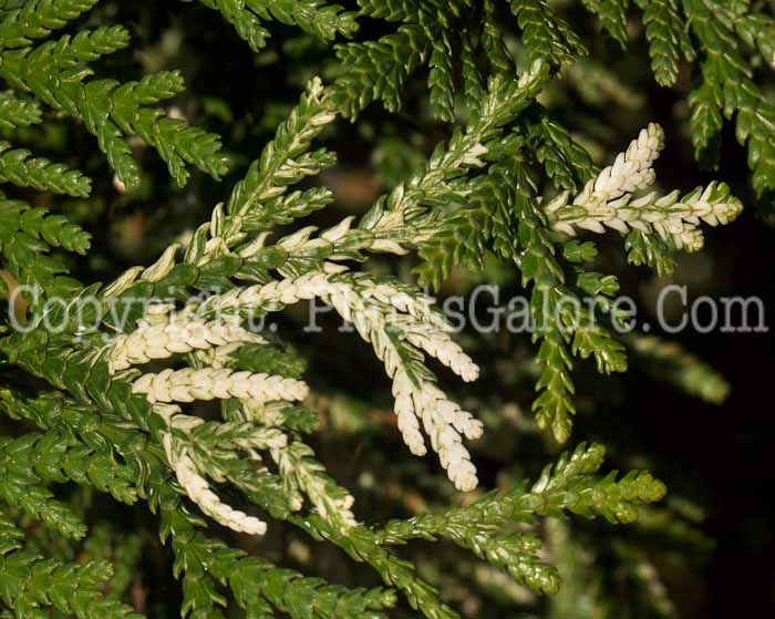 PGC-T-Thuja-occidentalis-Variegata-0m9g-0002