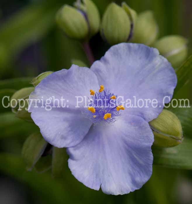 PGC-P-Tradescantia-Little-Doll-0514n-1