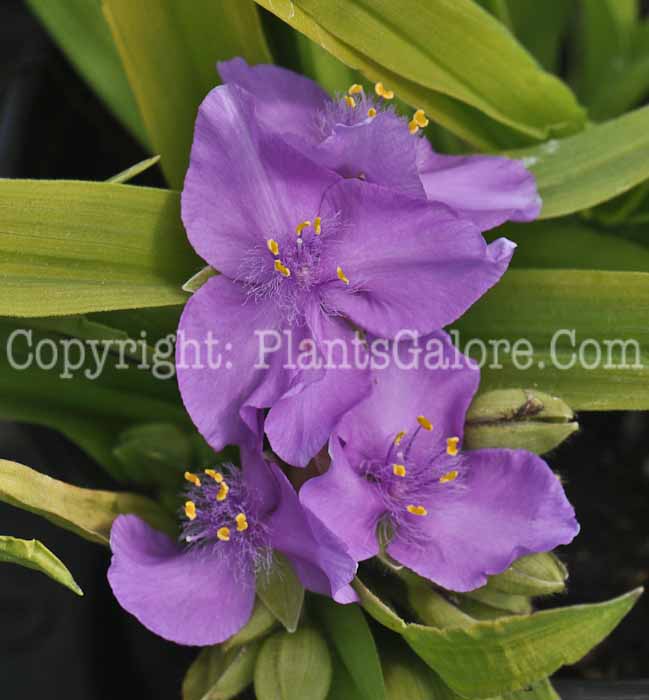 PGC-P-Tradescantia-Sunshine-Charm-2011-01