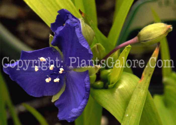 PGC-P-Tradescantia-Sweet-Kate-2011-01