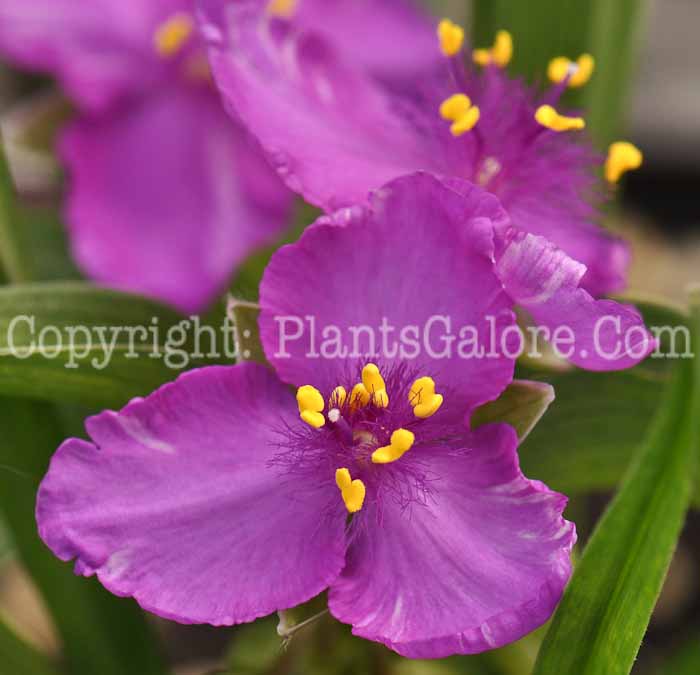 PGC-P-Tradescantia-Valour-1-2010