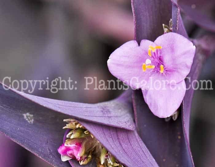 PGC-P-Tradescantia-pallida-xx-2010-002