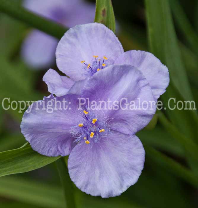 PGC-P-Tradescantia-virginiana-Charlotte-0614a-1